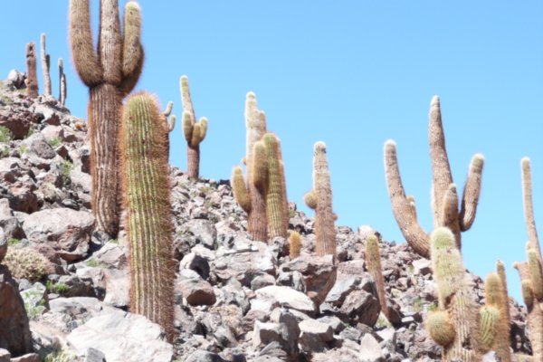 A cactus field near San Pedro