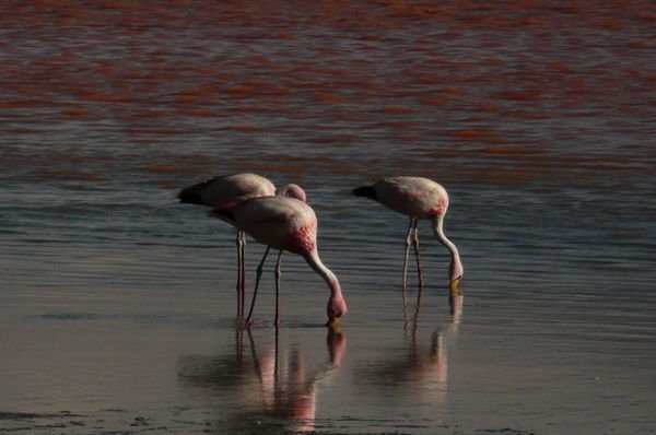 Flamingoes on Laguna Colorada