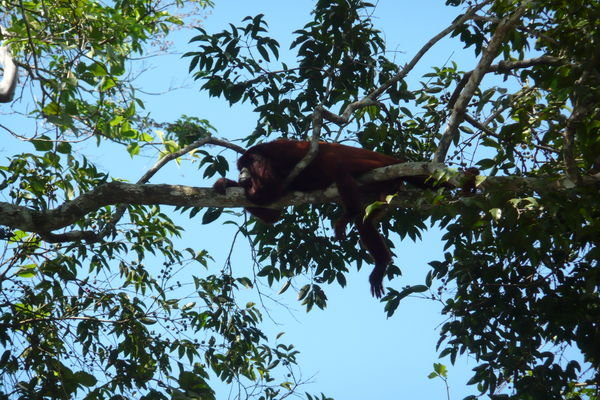 That´ll be a howler monkey in the tree then