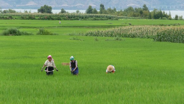 Working the rice fields around Dali