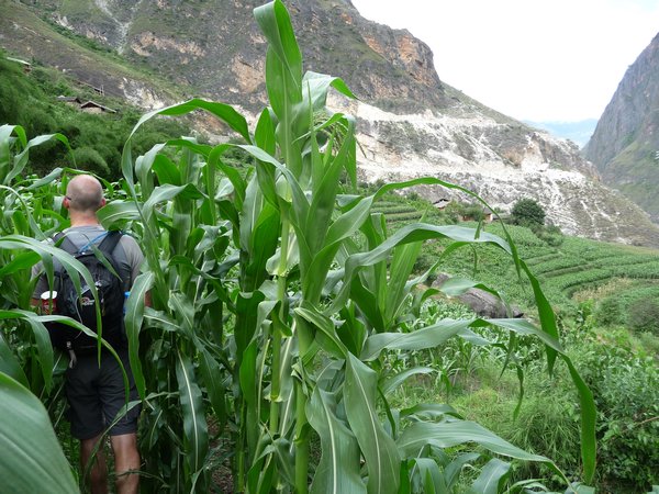 Cornfield in Tiger Leaping Gorge