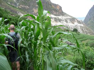 Cornfield in Tiger Leaping Gorge