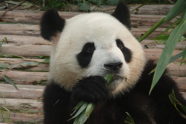 Panda doing what it does best, eating