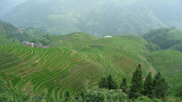 Long-ji rice terraces from above