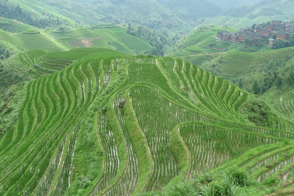 Long-ji rice terraces