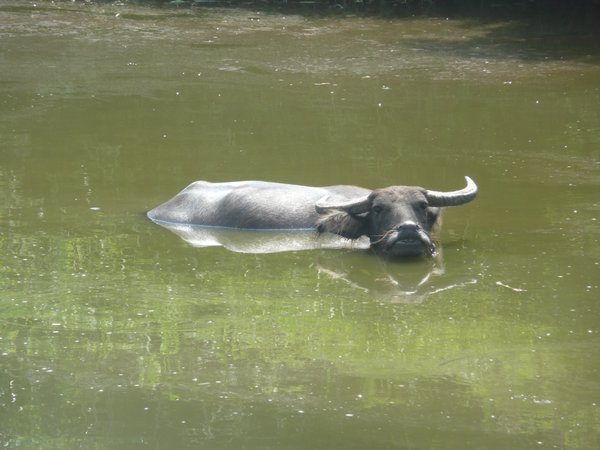 Water buffalo relaxing
