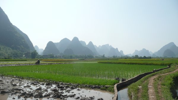Working the rice fields around Yangshuo