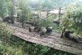 The Chengdu pandas chilling