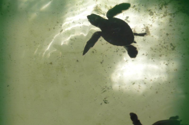 Baby turtles at.....turtle beach