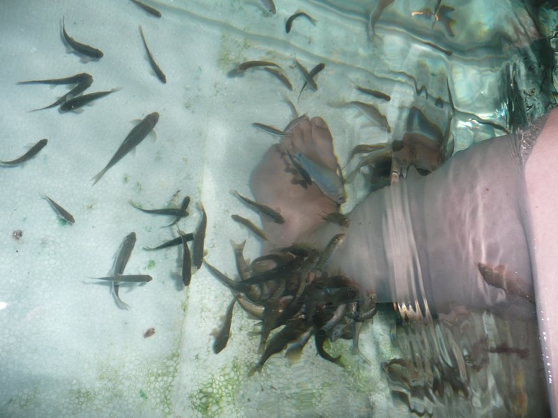 An invigorating fish spa on Phi Phi