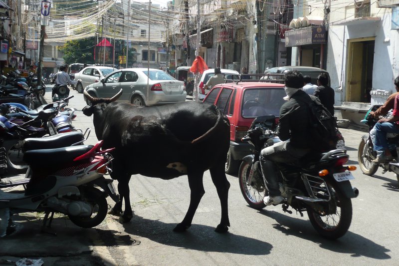 A typical street scene in India