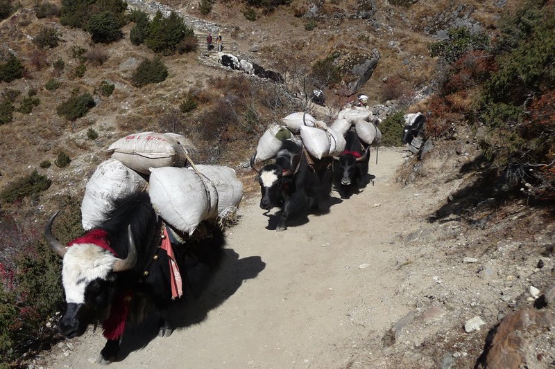 A Yak train on the Everest path