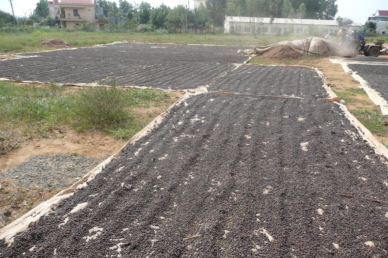 Drying coffee beans in the Central highlands