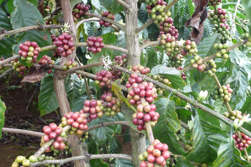 Coffee beans growing in the Central Highlands