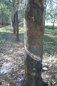 Collecting rubber from a rubber tree