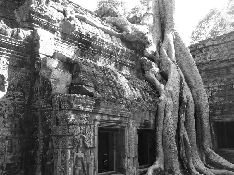 A tree partially engulfs an outer temple wall