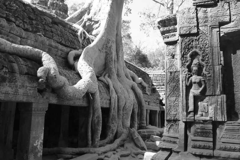 A tree engulfs a wall in Ta Prohm temple