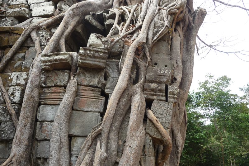 Tree roots slowly destroy an entrance gate, Ta Som