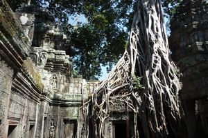 Tree roots engulf Ta Prohm temple