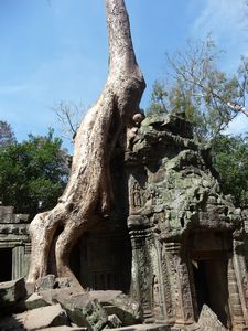 A tree engulfs part of the Ta Prohm temple