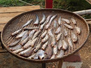 Drying Fish for dinner near Kratie, Northern Cambodia