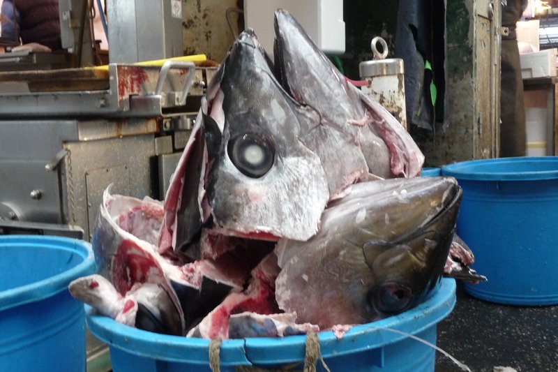 Discarded Tuna fish heads pile up through the morning
