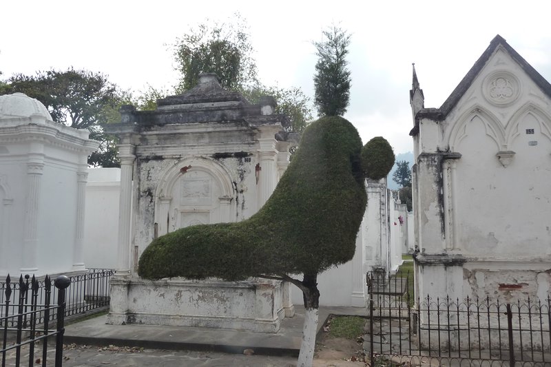 Inventive bush trimming in Antigua cemetery