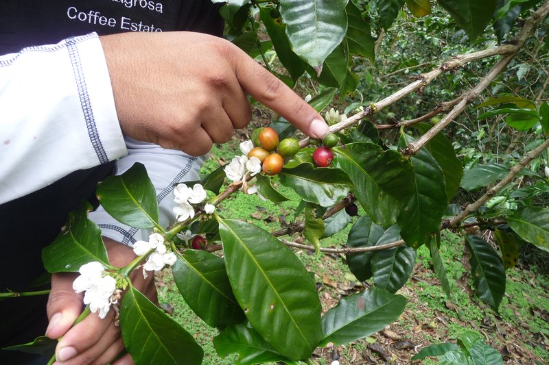 Different stages of the coffee bean on one plant