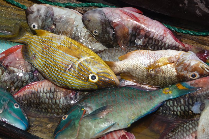 Freshly caught fish for sale in the San Blas