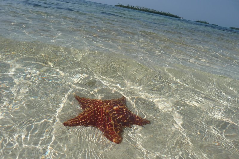 A starfish in the San Blas