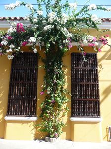 Flowers growing up buildings in Cartagena Old town