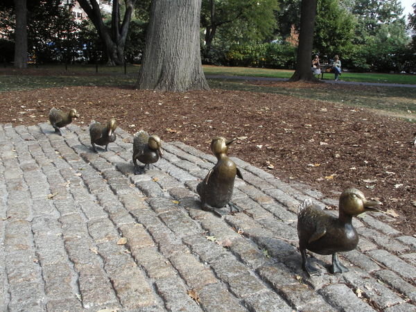 ducks in Boston Common