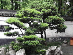 The zen garden