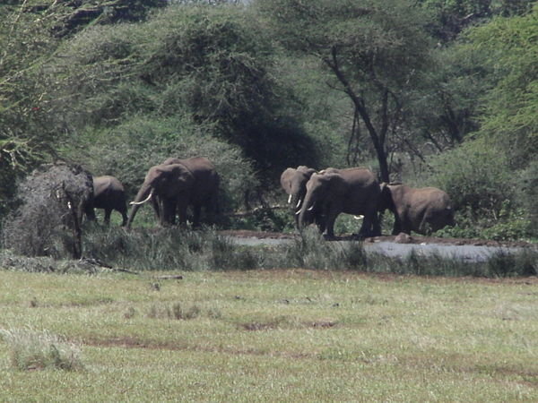 first elephants