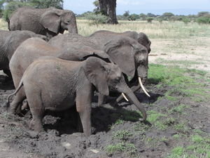 elephant  bath