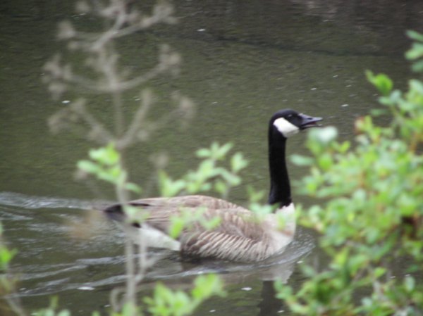 duck in little River