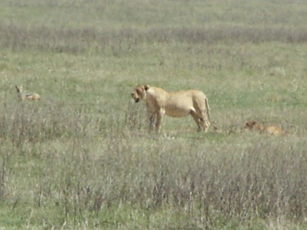 the lion (one of the big five)