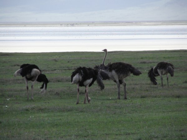 lots of ostriches