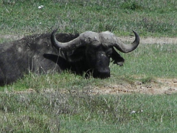 buffalo watching me