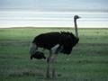 magestuous ostrich