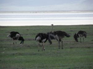 lots of ostriches