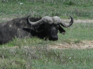 buffalo watching me