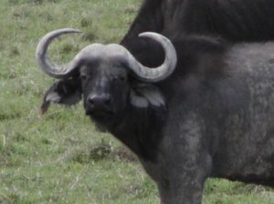 buffalo looking like a young lady-:)