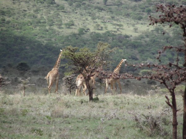 girafas on our way