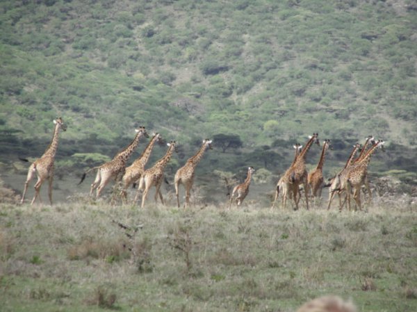 group of girafas