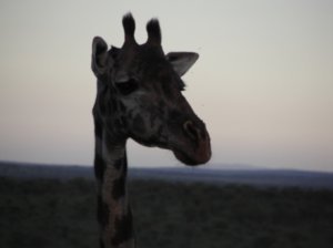 girafa watching me