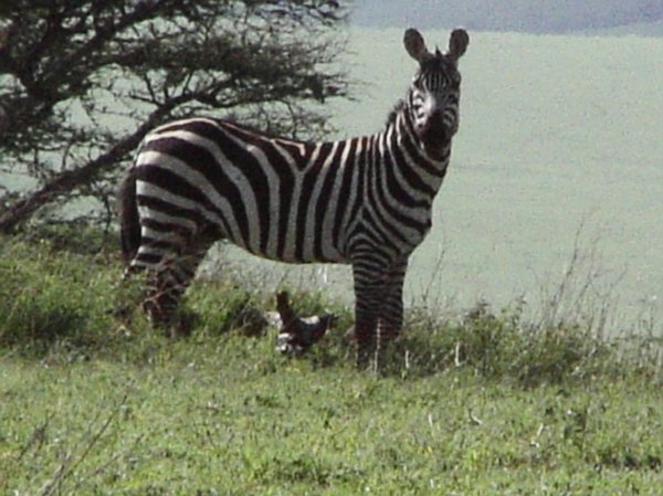 a zebra on the way