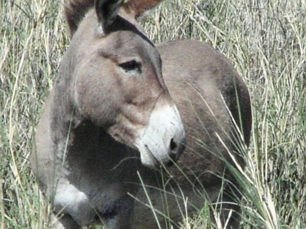 a donkey looking at me !?!