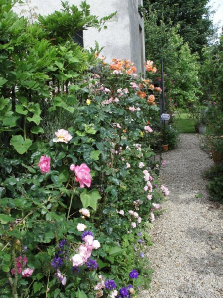 the roses alley
