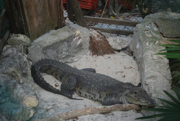 a croc